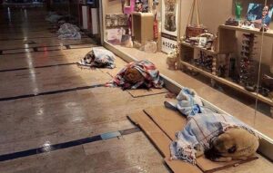 FOTO | Lindo gesto: perros vagos de Estambul durmieron en centros comerciales por fuerte nevazón