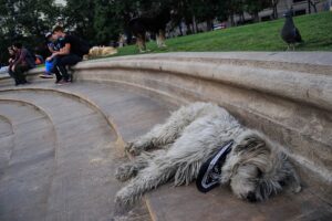 Adopción responsable de caninos y felinos en situación de calle: urgente legislación