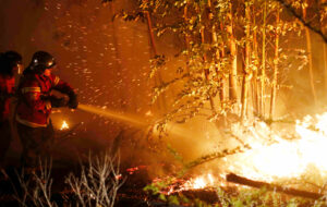 Dura realidad de incendios: Conaf establece en 71 los siniestros en el país