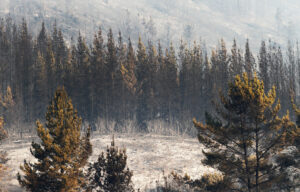 La otra cara del incendio: experto forestal advierte posible desaparición de especies nativas