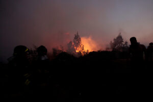 Doctor en Ciencias Forestales: 