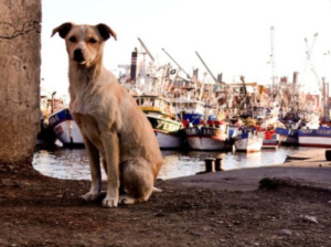 Cómo cuidar a los animales en medio de un incendio: tips para salvarlos del humo y llamas