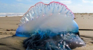 Prohíben bañarse en playas de Osorno debido a la presencia de fragata portuguesa