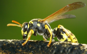 Así funciona el exitoso método para acabar con las avispas chaqueta amarilla, especie invasora en el país