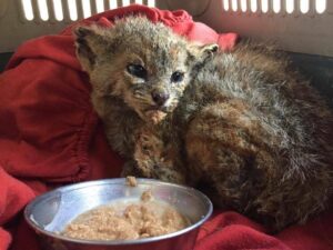 Conaf alerta que animales nativos están corriendo a zonas urbanas por incendios