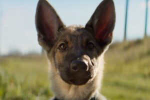 Universal canceló la premiere de 