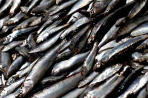 Disolver Asipes, agente corruptor de la política