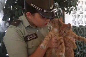 Operativo antibombas de Carabineros terminó 