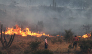 Las otras víctimas de las llamas: animales enfrentan quemaduras y falta de agua por incendios