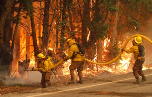 VIDEO | Campaña busca recuperar bosques de O'Higgins y El Maule destruidos por incendios del verano