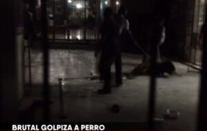 Llaman a funar a dueña de galería en Patronato tras denuncia por maltrato animal: perro murió a palos