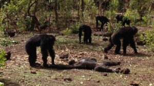 Chimpancés matan y se comen al 