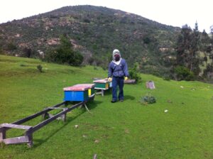 Fuego consume primera y única Zona de Reserva de abejas de Chile y Sudamérica