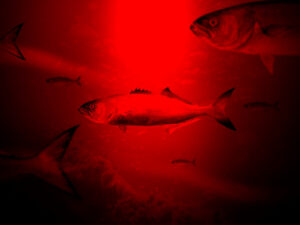 Marea Roja detectada en Chiloé: Sernapesca declara alerta por plaga de algas
