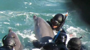 VIDEO | Delfín intenta desesperadamente salvar a su cría de un grupo de cazadores