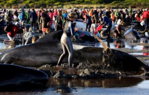 Tragedia ambiental: encuentran a más de 400 ballenas varadas en la costa de Nueva Zelanda