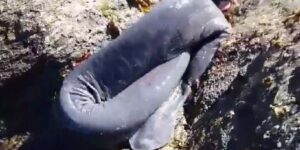 VIDEO | Bíologo marino explica qué es el extraño animal 