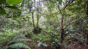 Entrenamiento extremo: en esta foto hay 12 militares británicos camuflados y nadie los encuentra