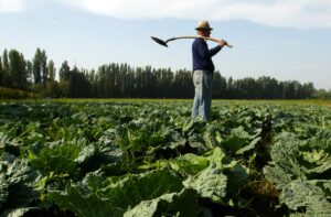 Qué hacer con el virus Hanta: ocho recomendaciones para trabajadores que se exponen a esta amenaza