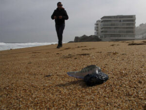 Prohíben bañarse en tres playas de Viña del Mar por presencia de fragata portuguesa