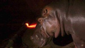 El Salvador llora la dolorosa muerte del hipopótamo 