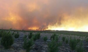 Incendio en Parral sigue activo: 40 viviendas destruidas y más de 4 mil personas evacuadas preventivamente