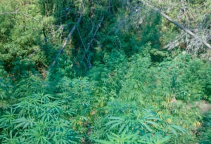 Encuentran más de dos mil plantas de marihuana en medio de incendio en Constitución