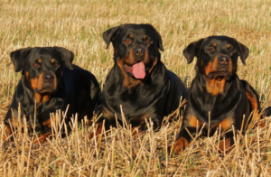 Hombre muere tras ser atacado por cinco perros guardianes