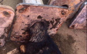 VIDEO | El complejo rescate de un perro atascado en un poste de fierro