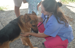 FOTOS | Más de mil animales han sido atendidos en hospital de campaña de incendios forestales