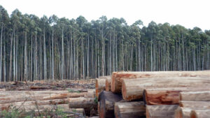 Doctor en ecología sobre reforestar con pino y eucaliptos: 