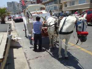 Victorias de Viña del Mar, turismo de esclavitud animal