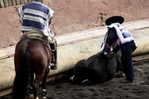 Concejal quiere prohibir el rodeo en Rancagua: "Somos la capital del maltrato animal en Chile"