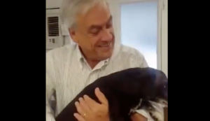 VIDEO | La historia de "Tatán", el perro que Sebastián Piñera rescató tras ser atropellado