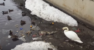 VIDEO | Cisne aprende a limpiar la basura de su alrededor para poder nadar