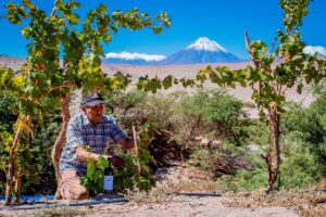 El gran salto del Ayllu, el vino chileno que se produce a 2.400 metros de altura