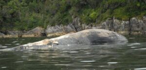 PDI confirma que muerte de ballena azul en Puerto Cisnes se debió a intervención humana