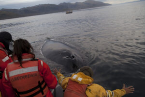 VIDEO | Expedición de Greenpeace en Magallanes registra increíble encuentro con ballena jorobada
