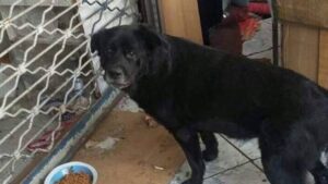 Fiscalía Centro Norte ya tiene fecha para formalizar a los tres involucrados en la muerte de 