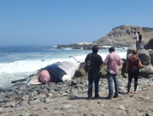 FOTOS | Encuentran a ballena jorobada varada en playa de Iquique
