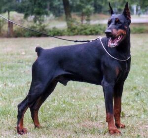 España prohíbe cortar la cola y orejas a los perros con fines estéticos