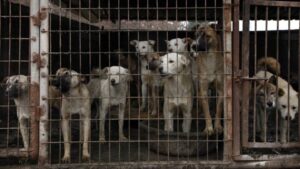 Rescatan a 46 perros que iban a ser sacrificados para consumo humano en Corea del Sur
