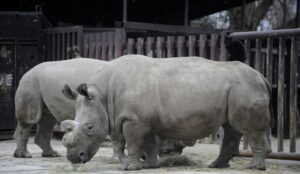 Zoológico corta cuernos de 21 rinocerontes para evitar la caza furtiva