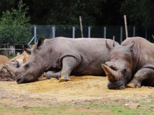 Matan a rinoceronte en zoológico de Francia para robar su cuerno