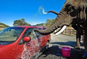 Emprendedores del maltrato animal: Zoo usa a elefantes para lavar autos de turistas