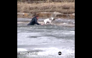 VIDEO | Amor de verdad: la arriesgada maniobra de un hombre para salvar a su perro de un estanque congelado