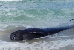 Encuentran ballena de más de 4 metros varada en la costa de Antofagasta