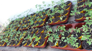 Chilenos crean injertos para que tomates, pimientos y ajíes sean más tolerantes al cambio climático