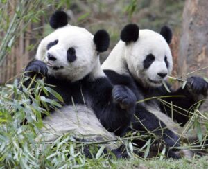 La más grande del mundo: comienza construcción de reserva natural gigante para pandas