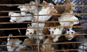 Taiwán prohíbe el consumo humano de carne de perro y gato